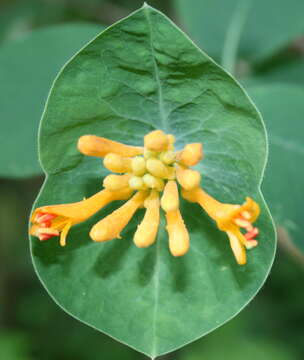 Image of Orange Honeysuckle