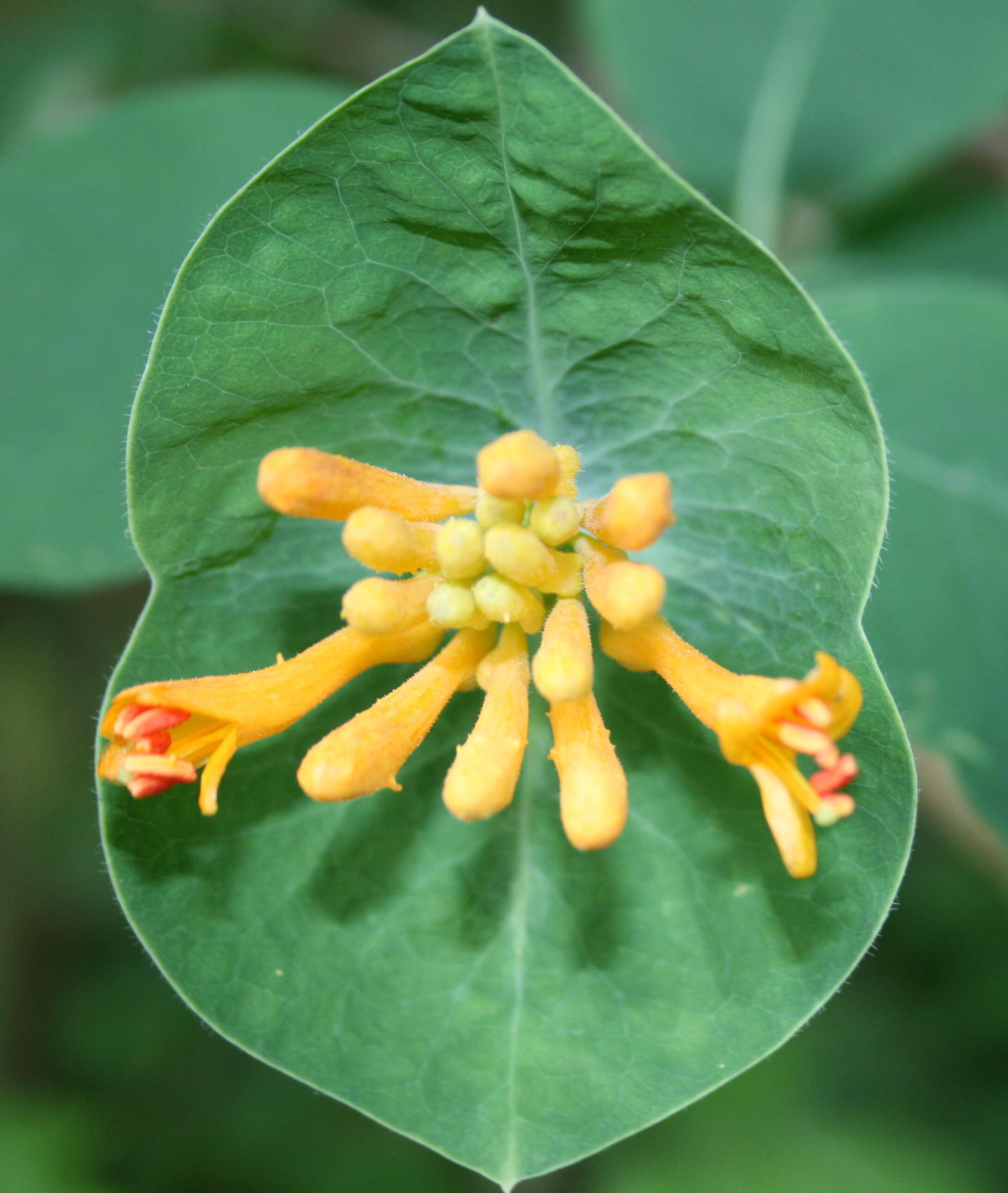 Image of Orange Honeysuckle