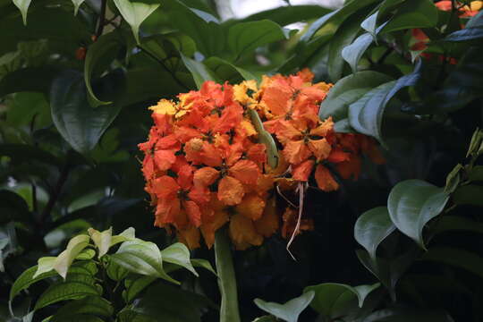 Image of Bauhinia kockiana var. kockiana