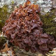 Image of Tremella foliacea