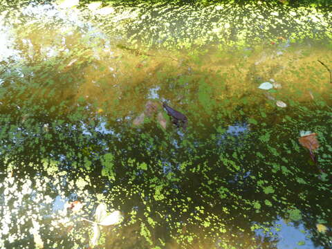 Image of Common Duckweed