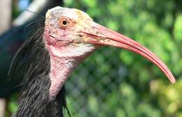Image of Bald Ibis