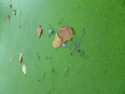 Image of Common Duckweed