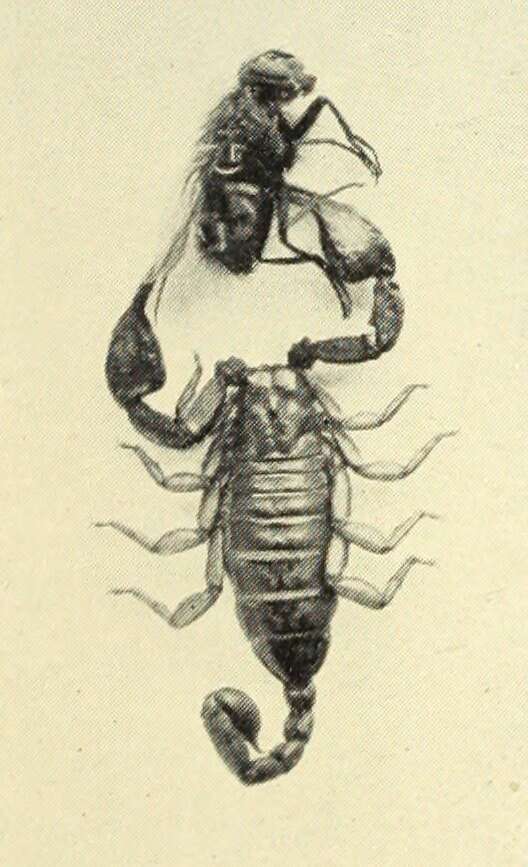 Euscorpius flavicaudis (De Geer 1778) resmi