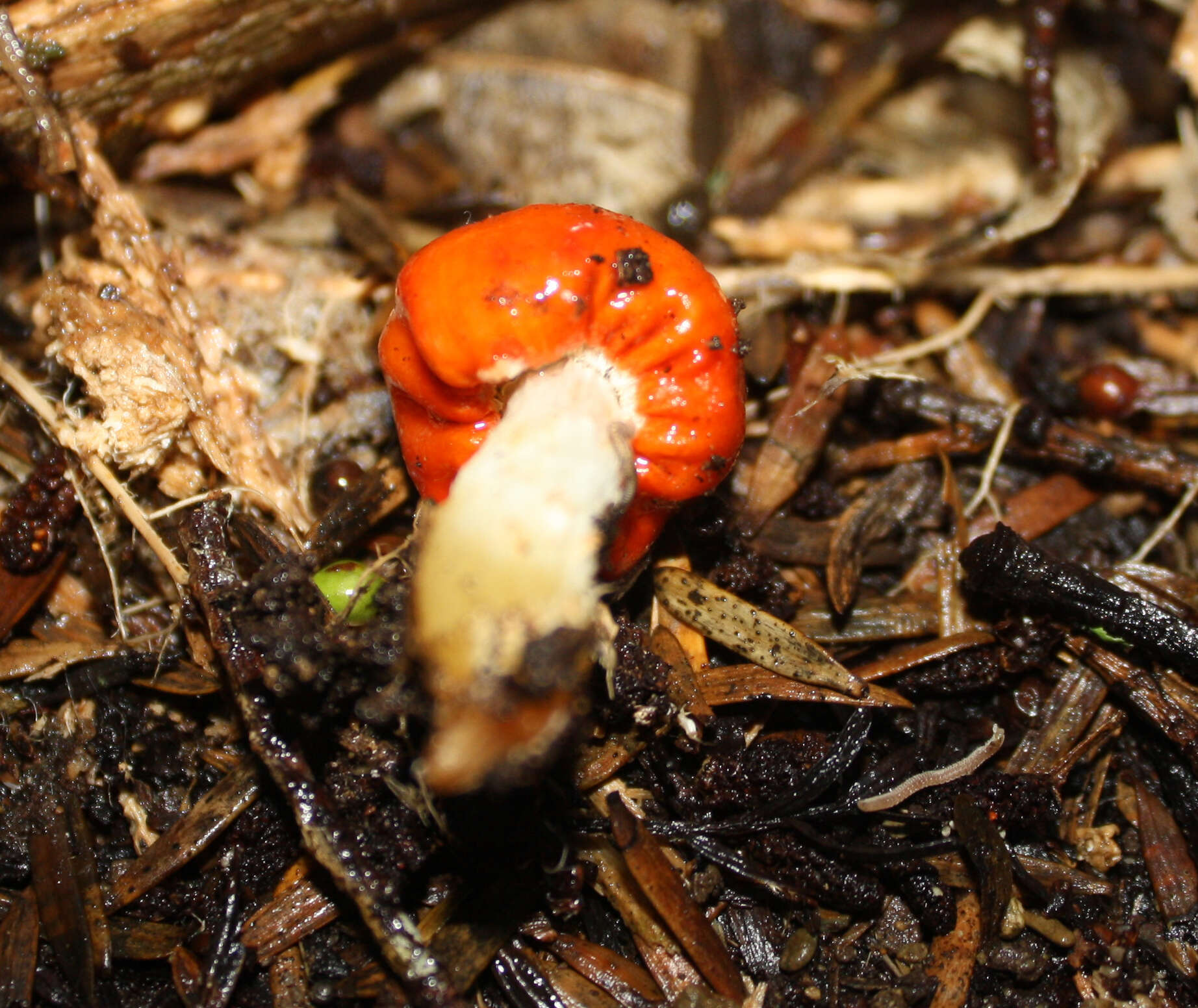 Sivun Leratiomyces erythrocephalus (Tul. & C. Tul.) Beever & D. C. Park 2008 kuva