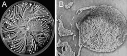 Image of Paenibacillus vortex