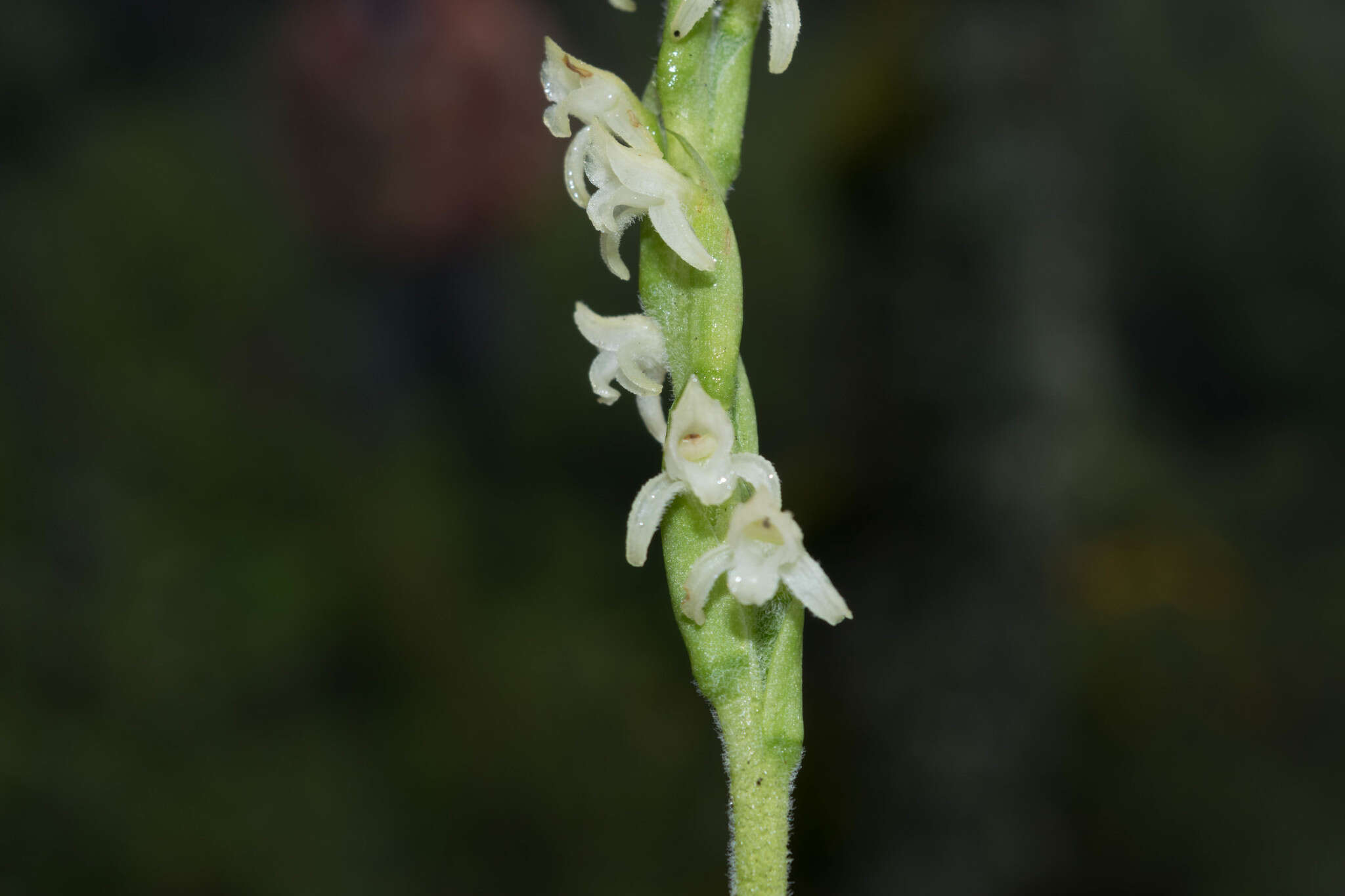 Image of Kionophyton seminuda (Schltr.) Garay
