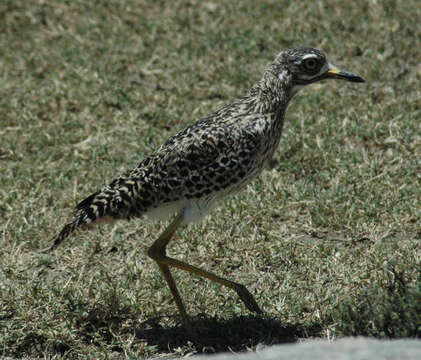 Image of Cape Thick-knee