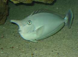 Image of Brown Unicornfish