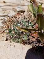 Plancia ëd Sclerocactus parviflorus Clover & Jotter