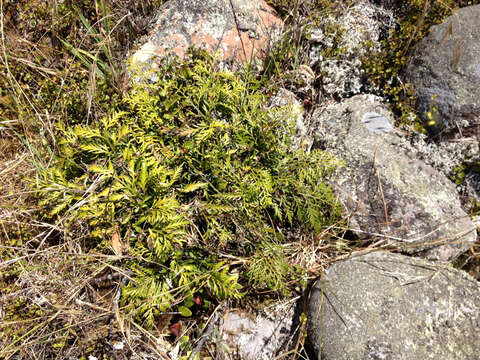 Image of Asplenium haurakiense (Brownsey) Ogle