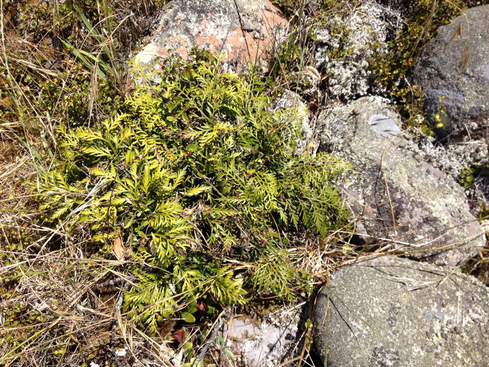 Image of Asplenium haurakiense (Brownsey) Ogle