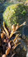 Image of Fucus ceranoides