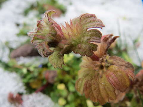 Image of common henbit