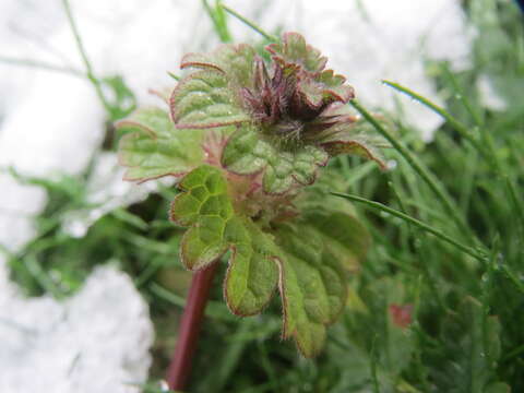 Image of common henbit