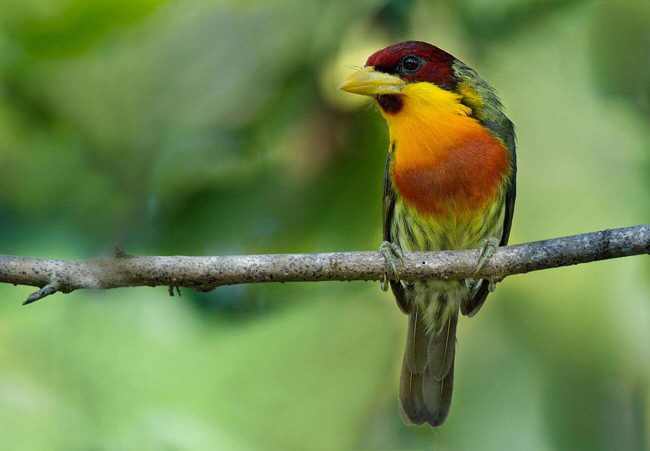 Image of Lemon-throated Barbet