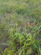 Image of frost grass