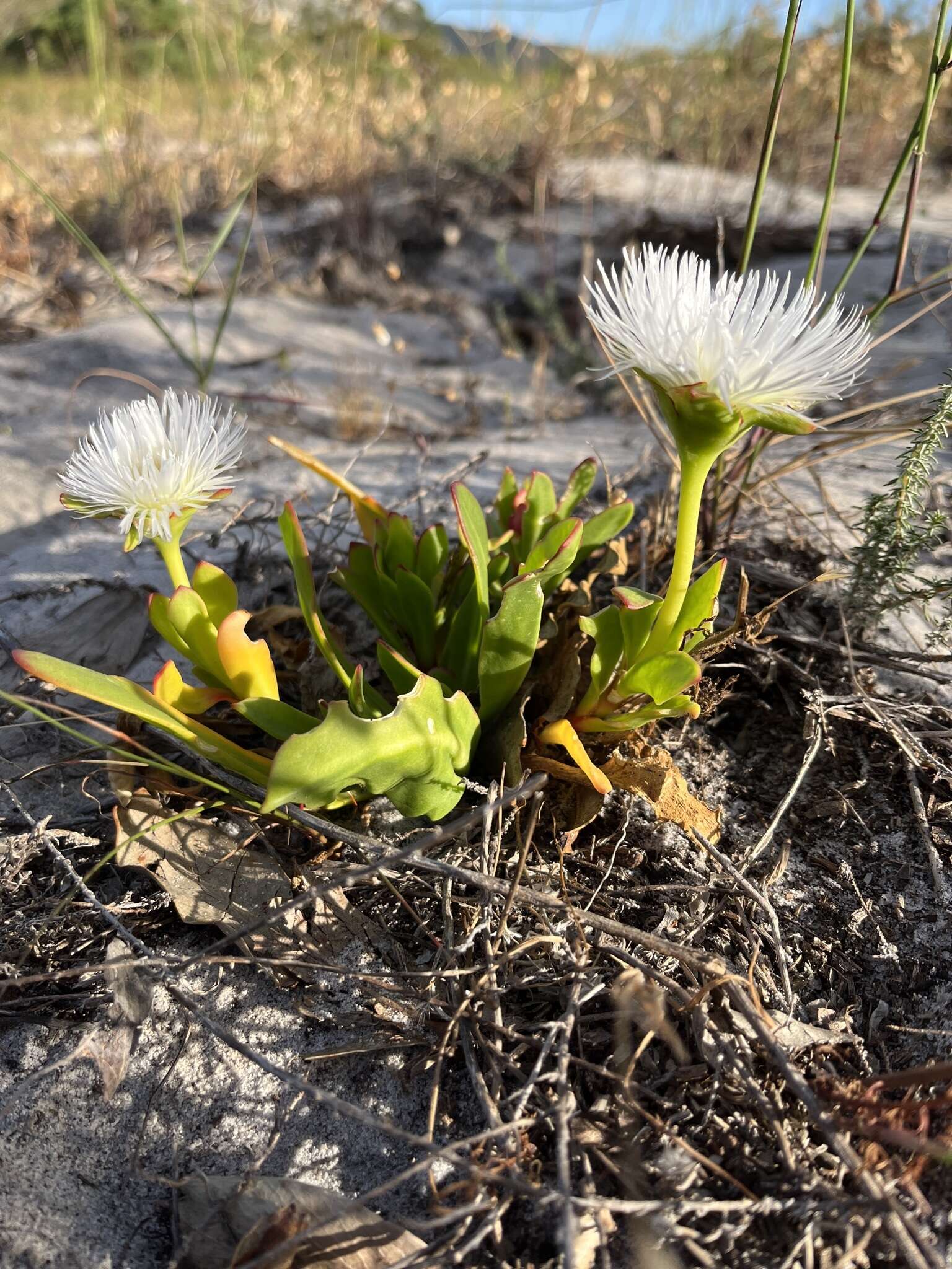 Image of Skiatophytum skiatophytoides (Leistn.) Klak