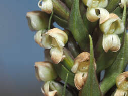 Image of Brownleea parviflora Harv. ex Lindl.