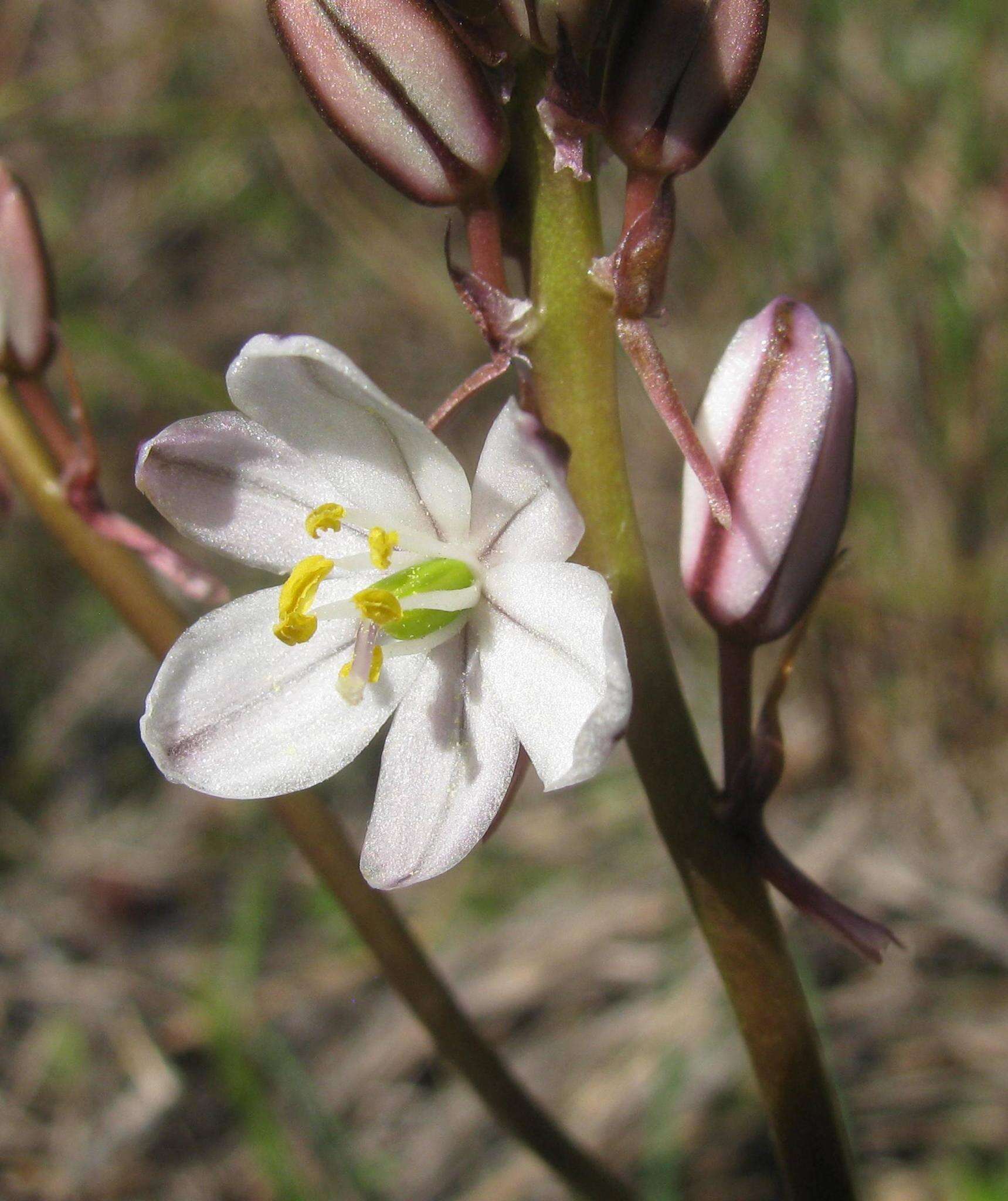 Plancia ëd Drimia fragrans (Jacq.) J. C. Manning & Goldblatt