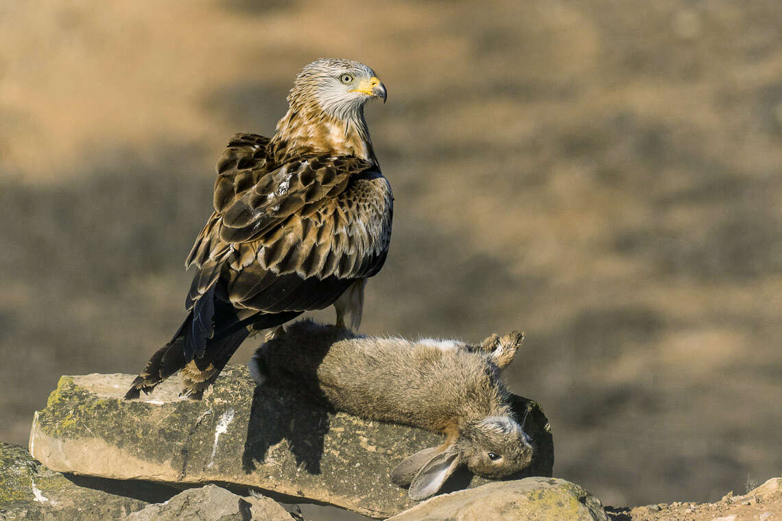 Image of Red Kite