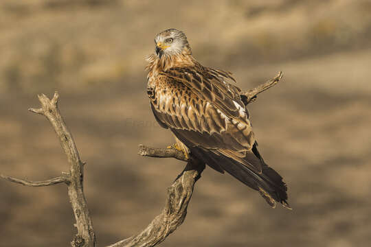 Image of Red Kite