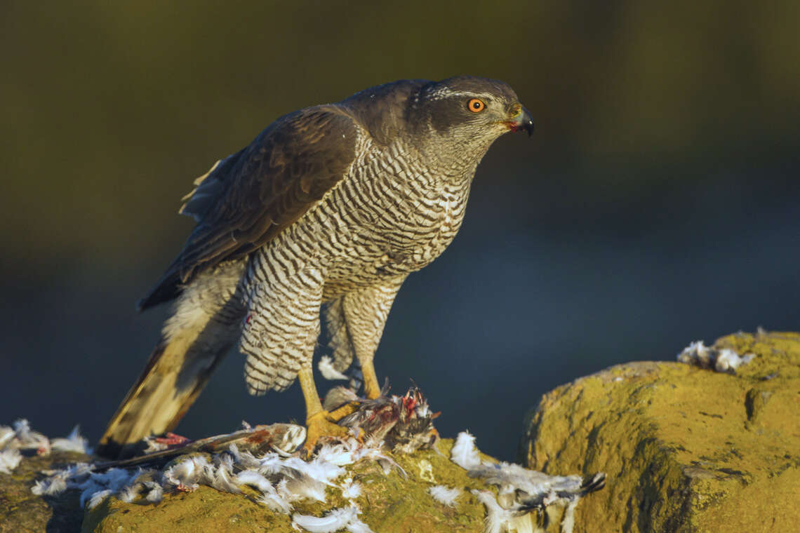 Image of Eurasian Goshawk