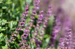 Image of Teucrium salviastrum Schreb.