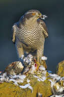 Image of Eurasian Goshawk