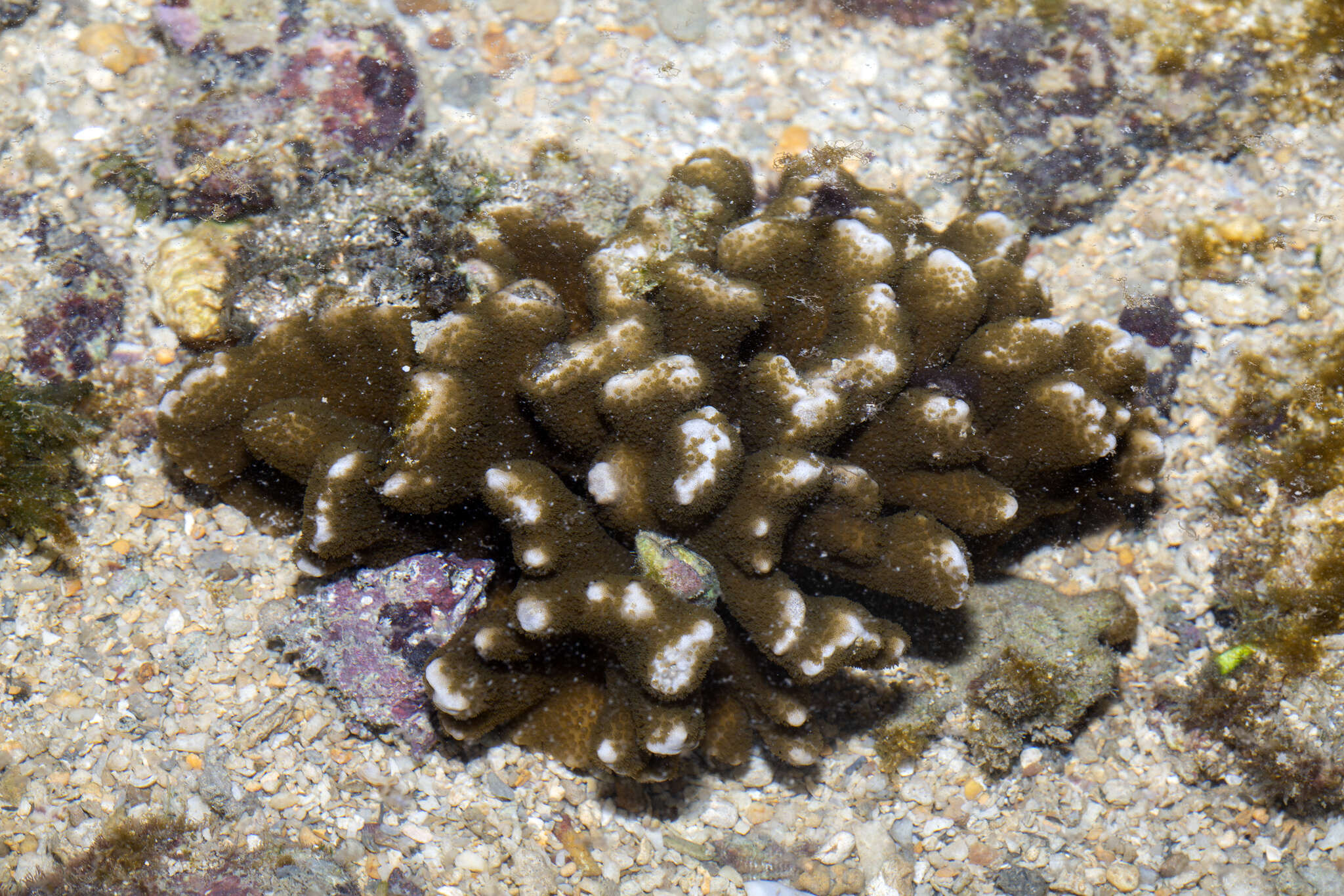 指形表孔珊瑚的圖片