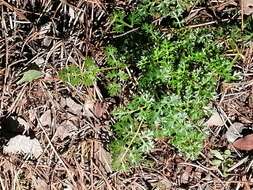 Image of Thapsia foetida L.