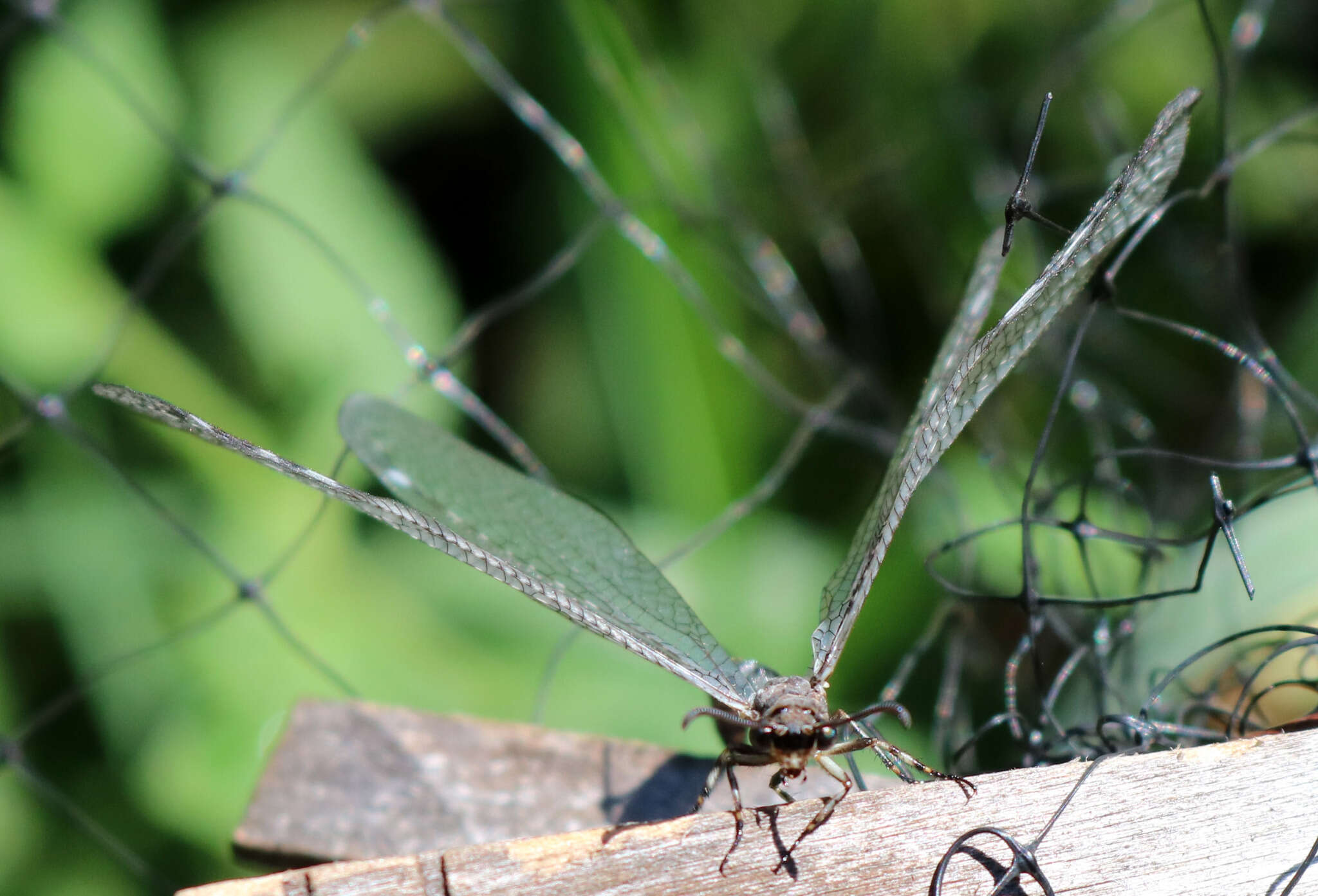 Image de Myrmeleon (Myrmeleon) exitialis Walker 1853