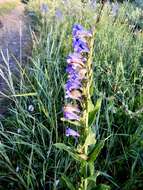 Image of Brandegee's penstemon