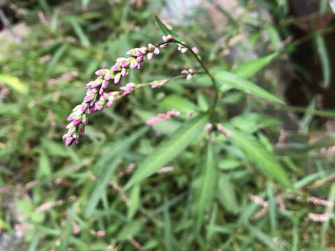 Image of Pygmy Smartweed