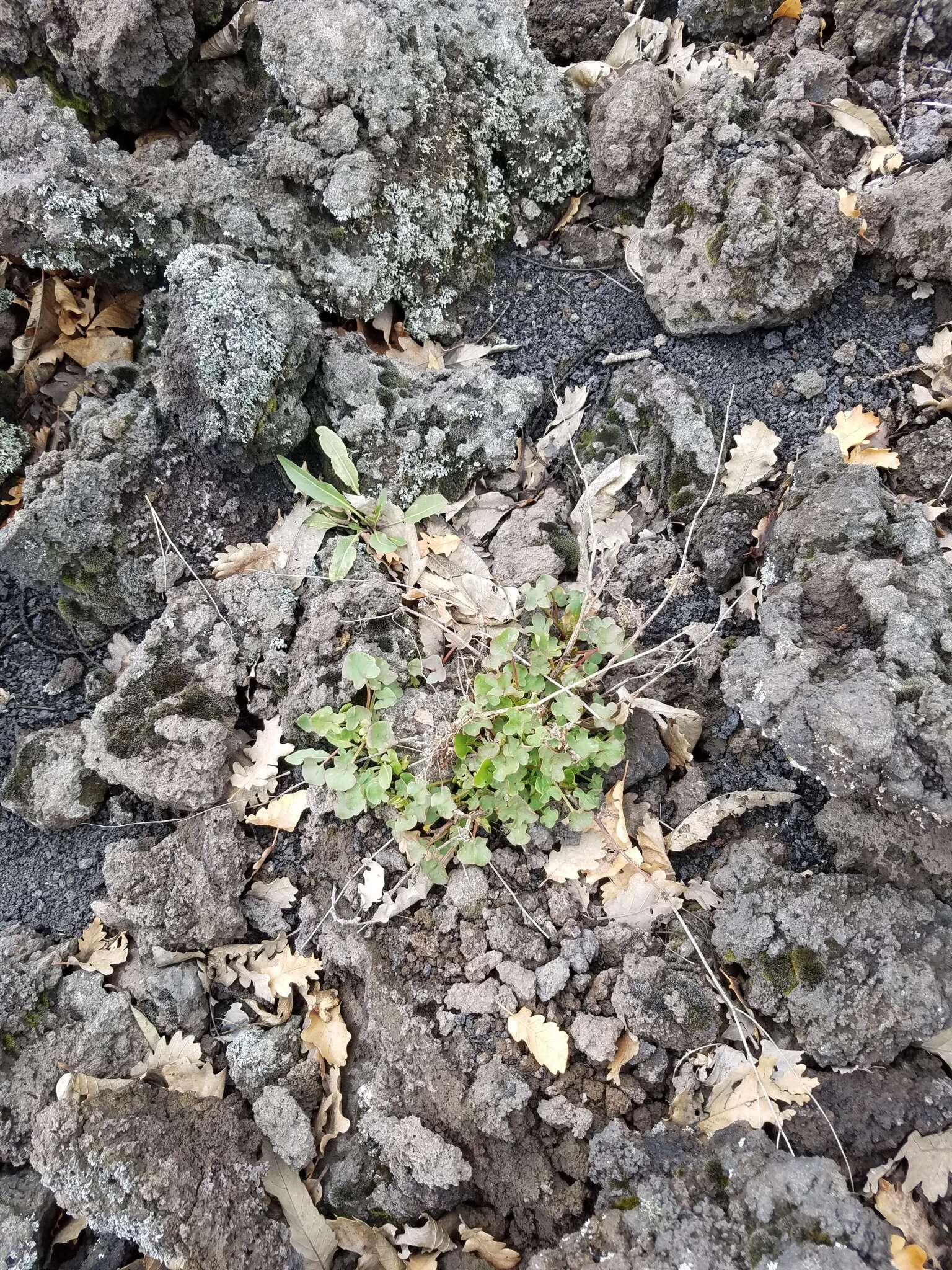 Rumex scutatus L. resmi