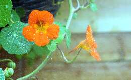 Image of Garden Nasturtium