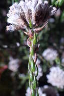 Image of Pretty Blombush