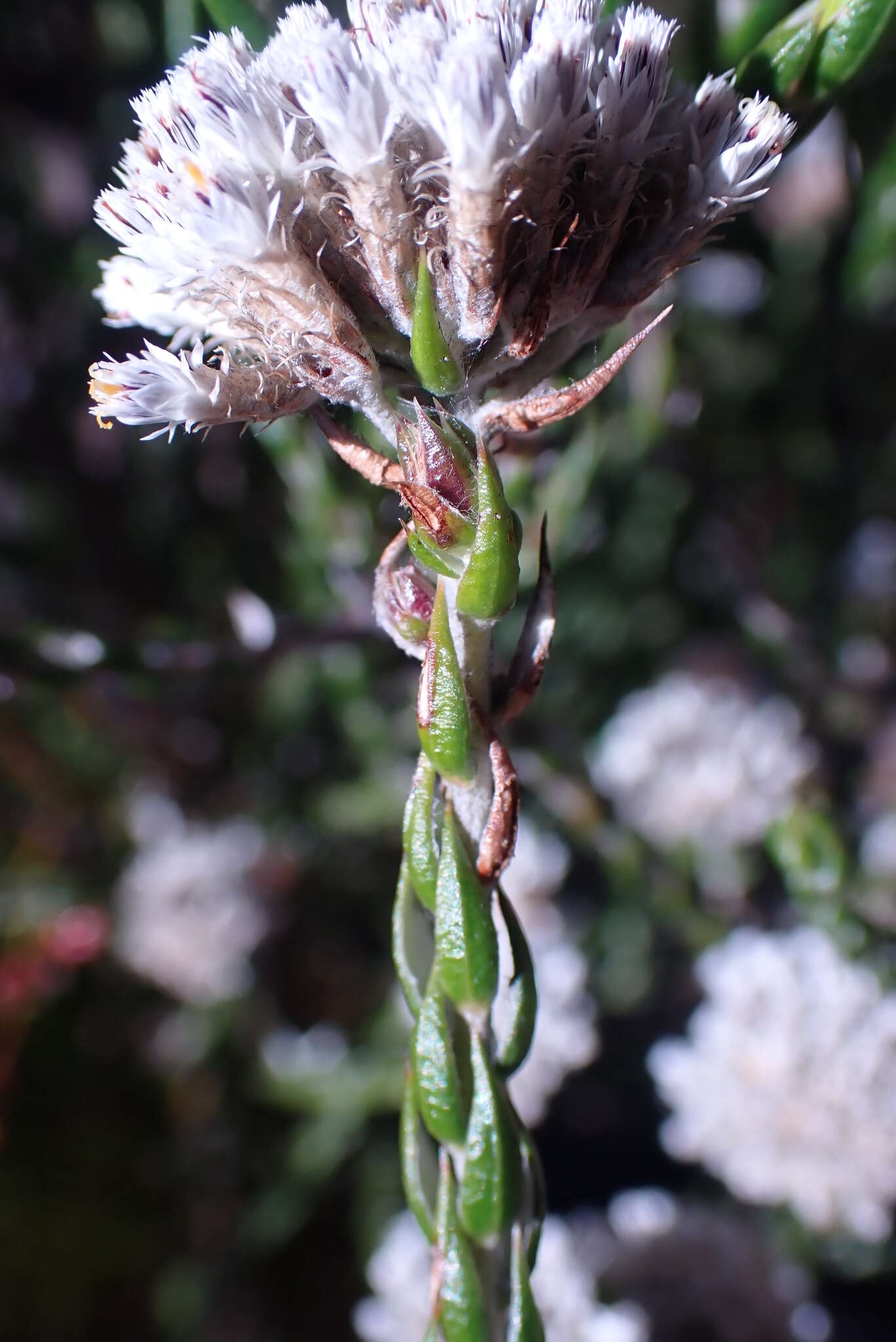 Image of Pretty Blombush
