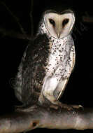 Image of Australian Masked Owl