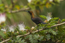 Image of Copper Sunbird