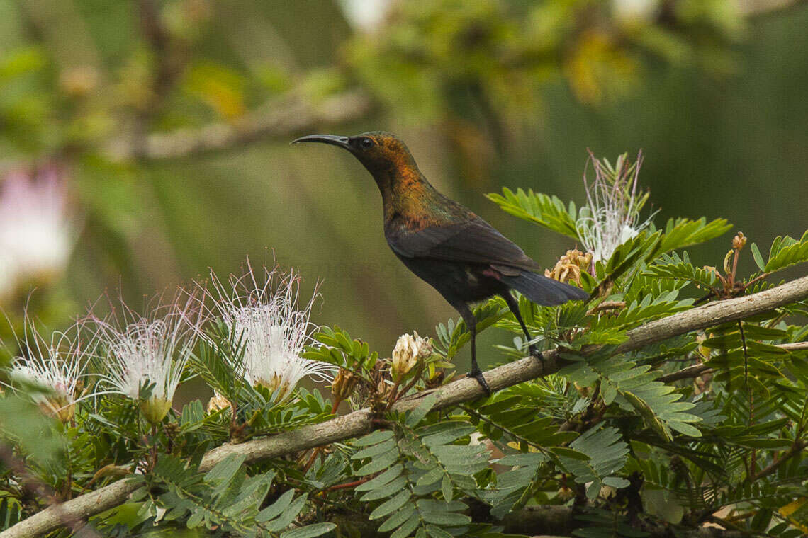 Image of Copper Sunbird