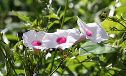Image of Native Jasmine