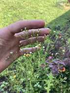 Image of Canadian Horseweed