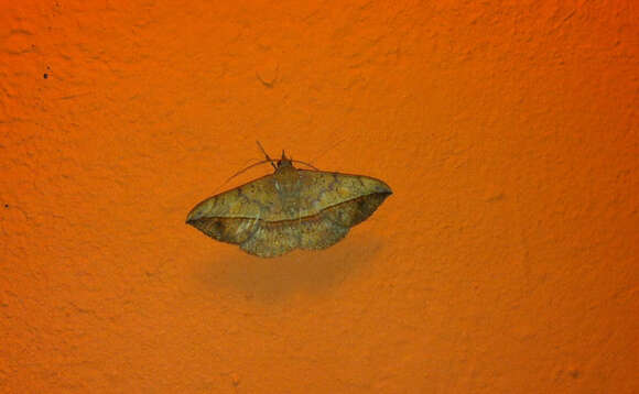 Image of Velvetbean Caterpillar Moth