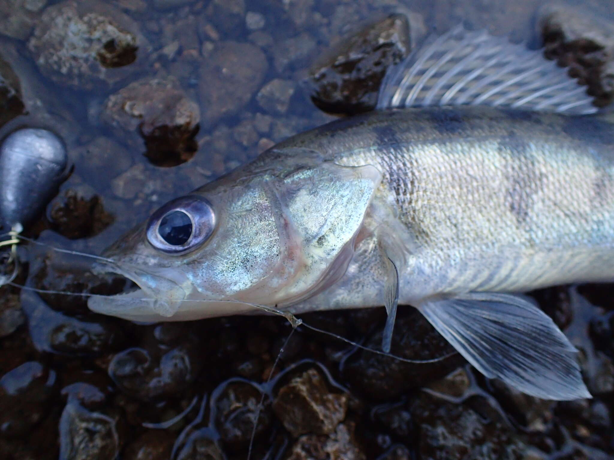 Image of Volga Pikeperch