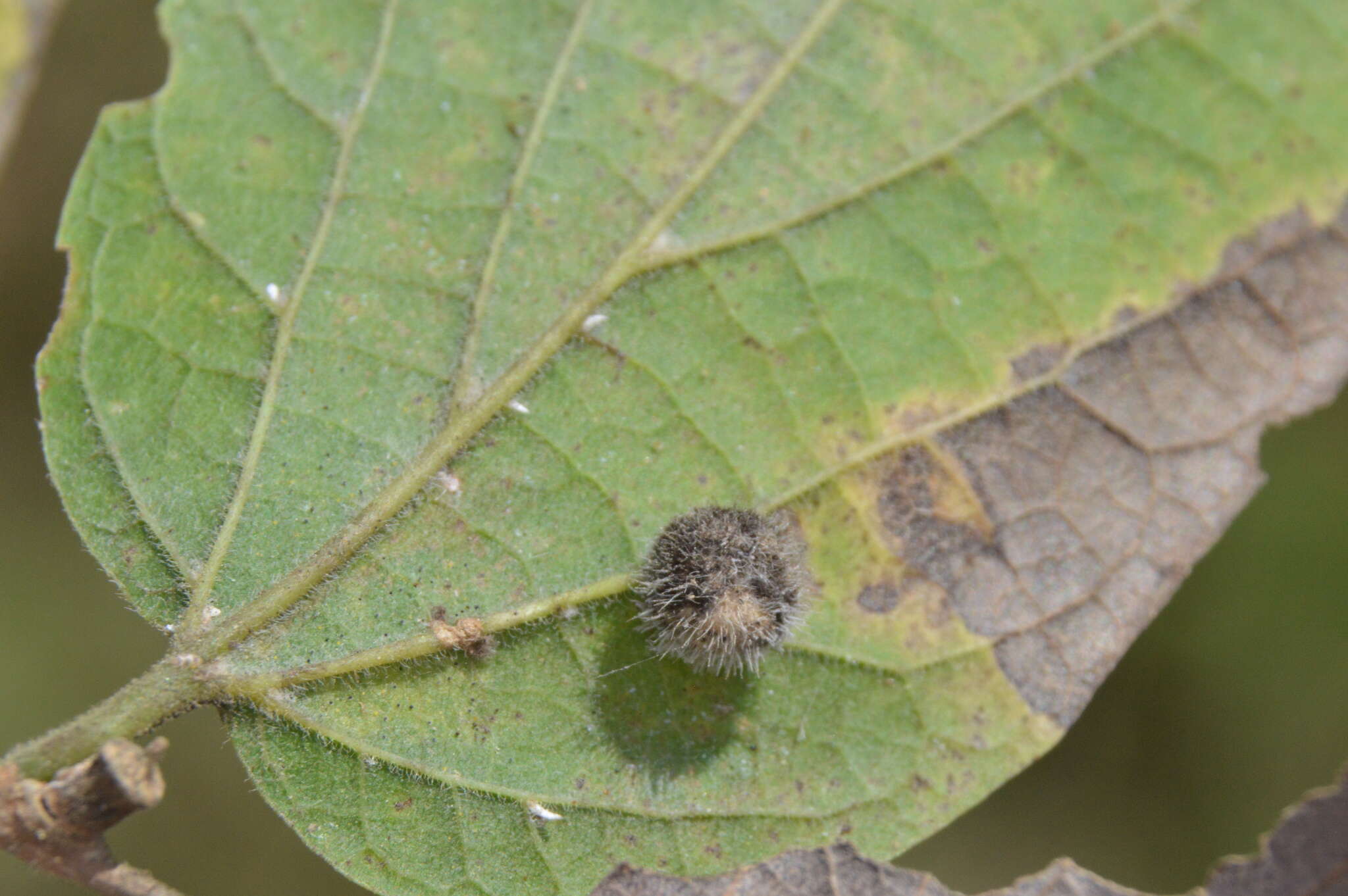 Image of Celticecis pubescens (Patton 1897)