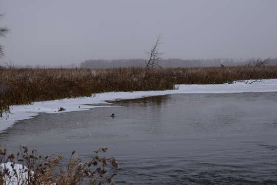 Image of Canvasback