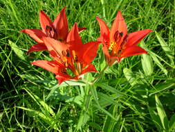 Lilium philadelphicum L. resmi