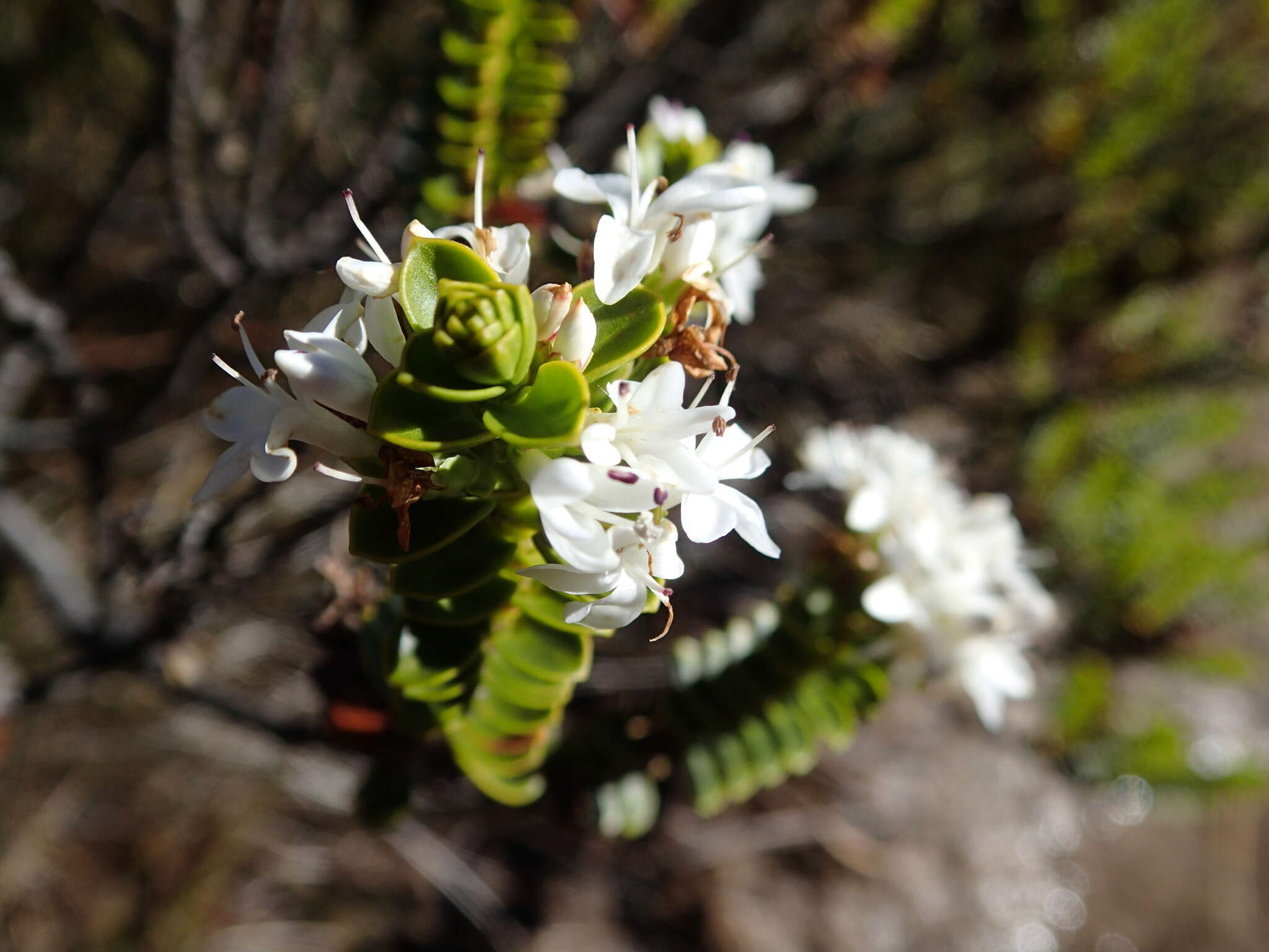 Image de Veronica masoniae (L. B. Moore) Garn.-Jones