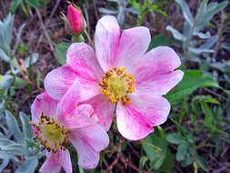 Image of prairie rose